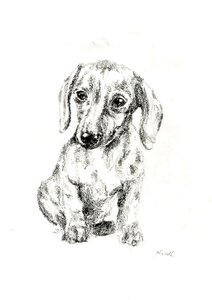 Dachshund pet dogs