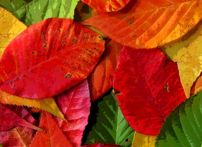 Golden autumn leaves in the autumn tree