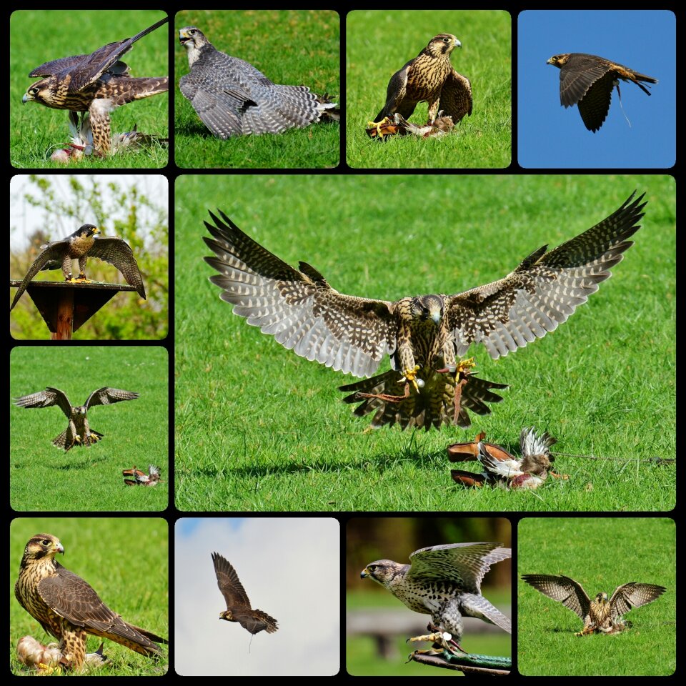 Prey collage access