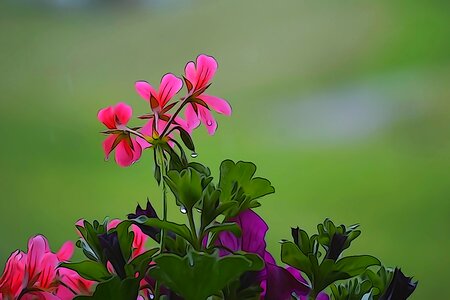 Pink flower green blossom