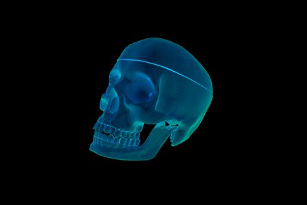 The bones skeleton medical