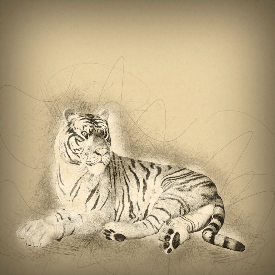 Feline brown tiger Free illustrations