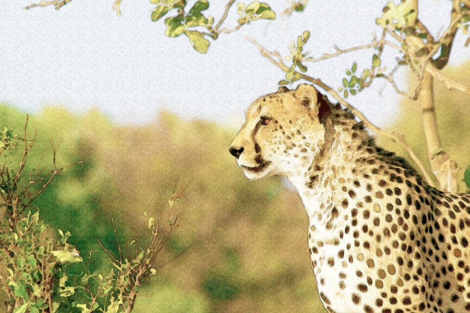 Spotted feline Free illustrations