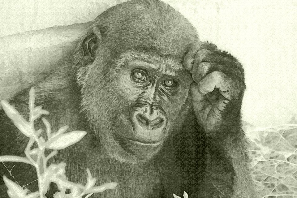 Animal muzzle nature