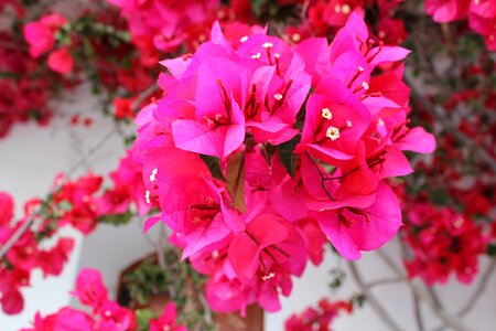 Flower garden greece