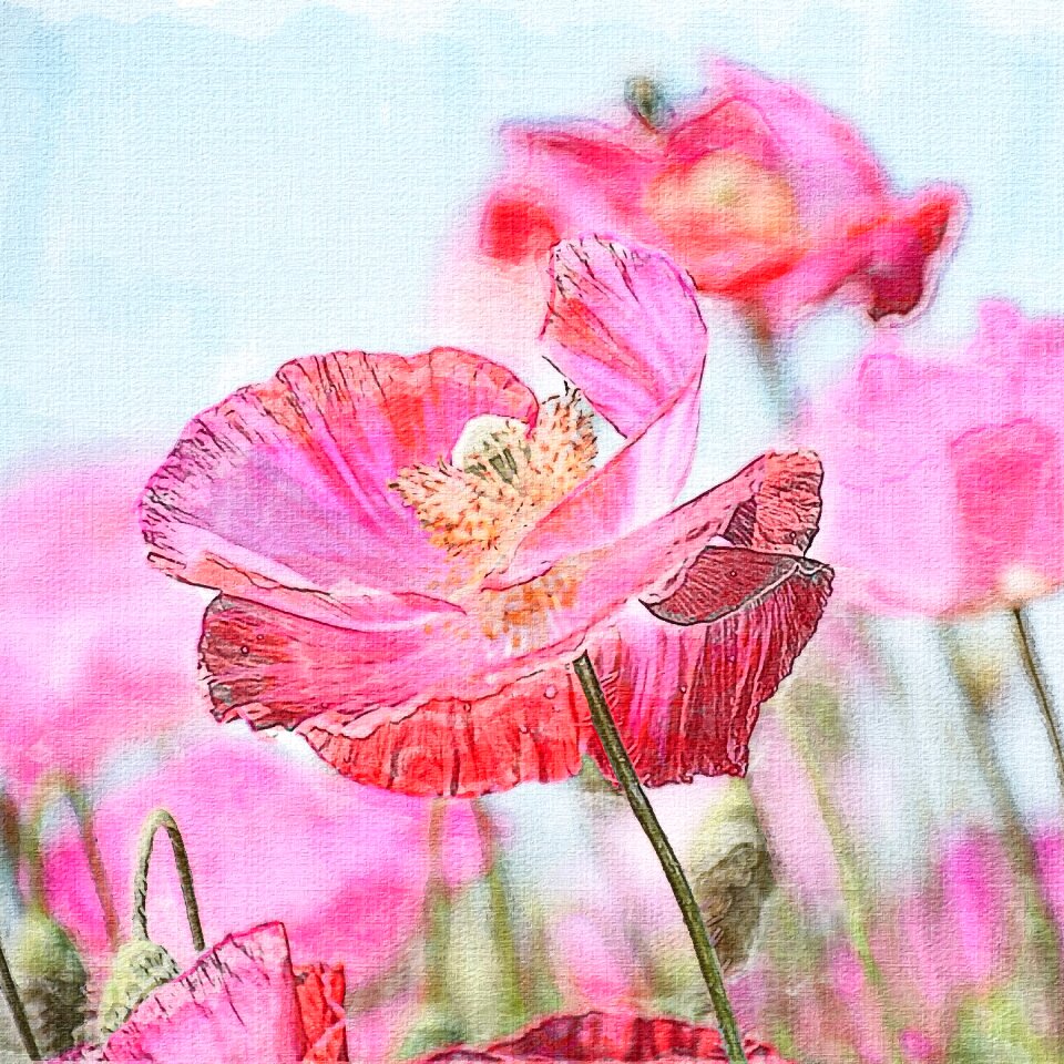 Flowers wheatfield paper