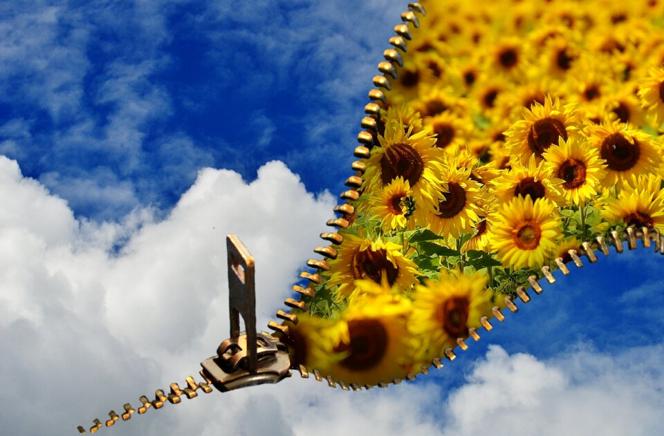 Sunflower plant flowers
