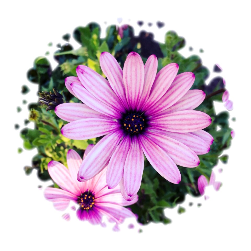 Pink purple flowers