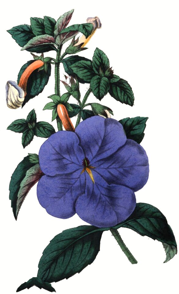 Flora botany blossom