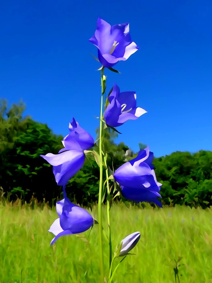 Meadow field plant macro