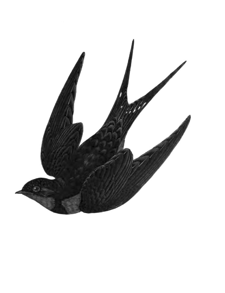 Fauna animal Free illustrations