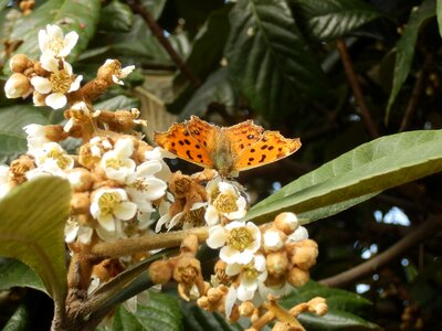 Loquat flowers Free illustrations