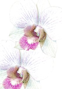Exotic phalaenopsis orchid flower