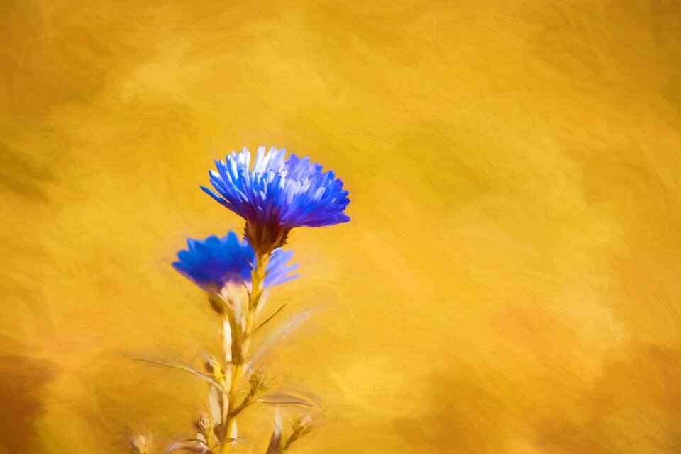Blue blue asters autumn