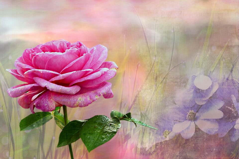 Texture noble beautiful