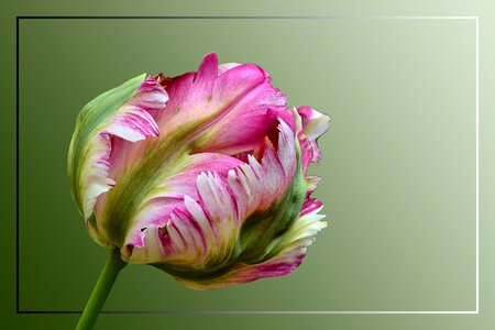 Bloom colorful spring