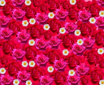 Red rose flowers blossom