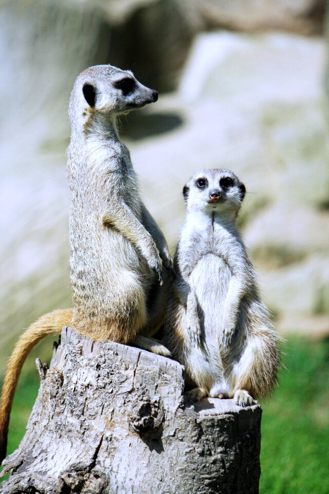 Scharrtier carnivores zoo