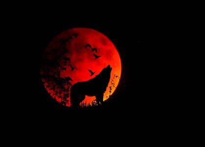 Mystical night howl