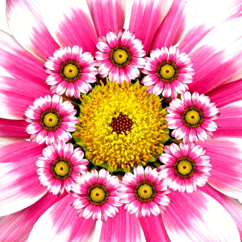 Collage pink blossom