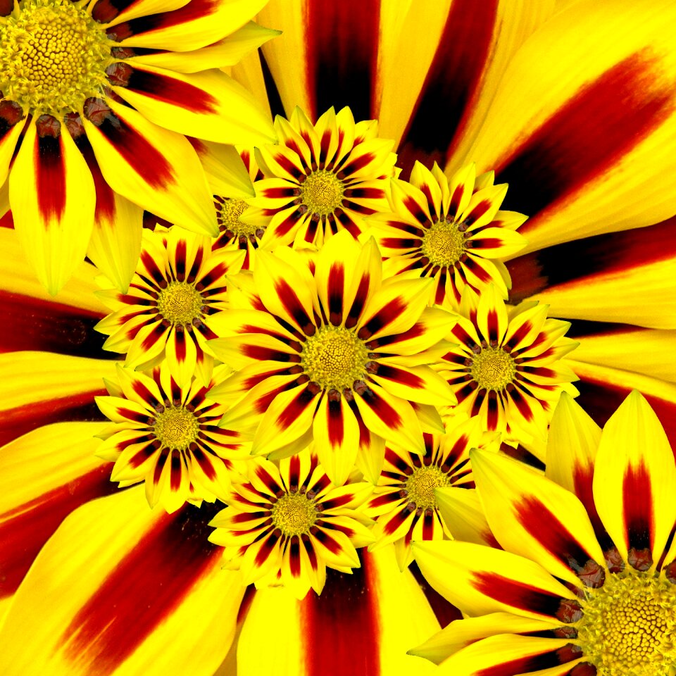 Collage flowers nature