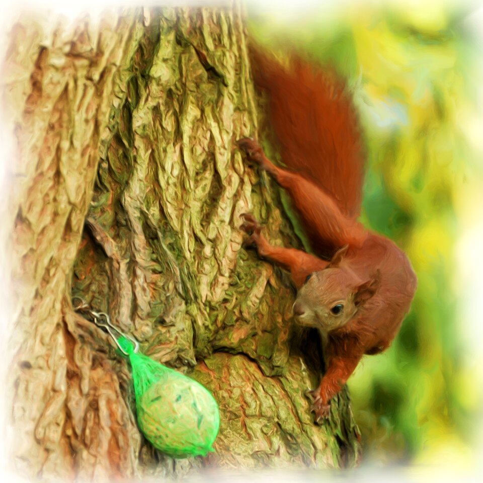 Squirrel maize dumplings bird seed