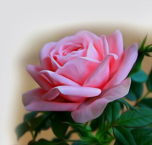 Pink saturday flower red