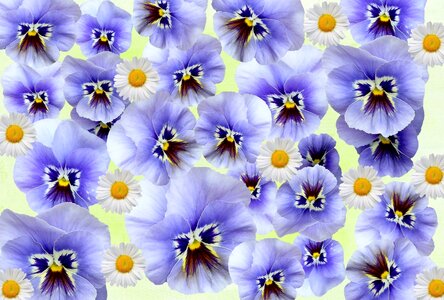 Purple flower violet