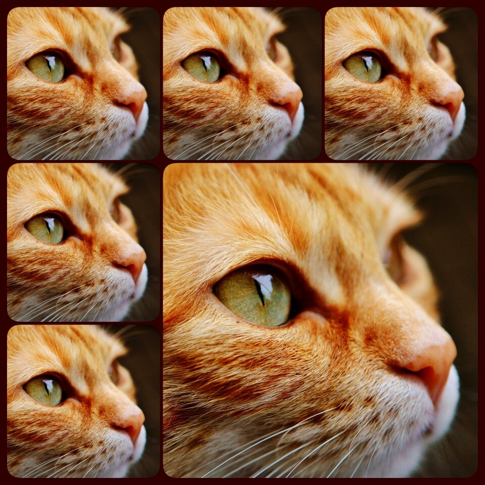 Close up view eyes