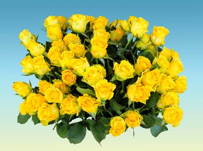 Rose strauss birthday