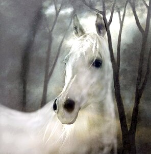 Painting nature white horse