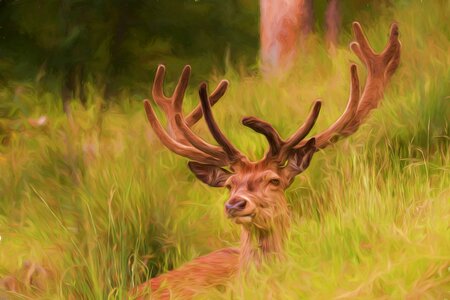Hirsch antler red deer