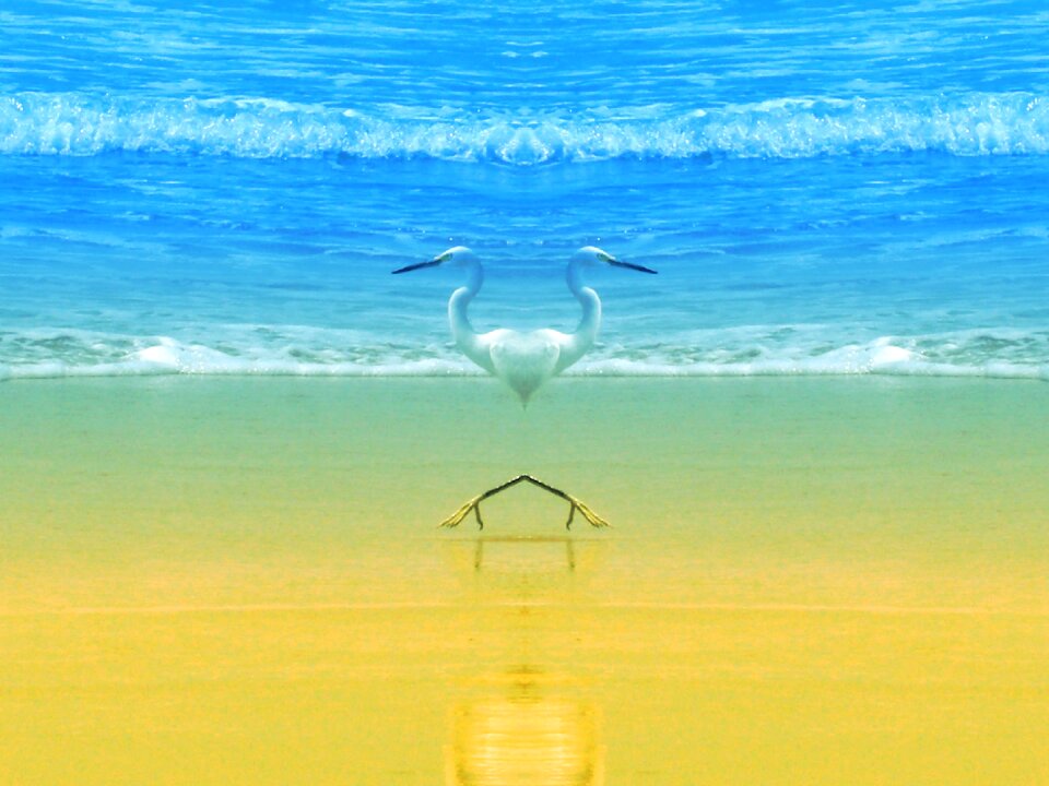 Sun pelicans love
