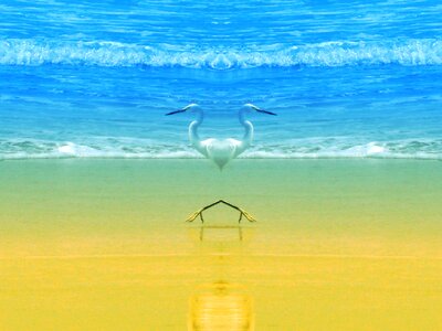 Sun pelicans love