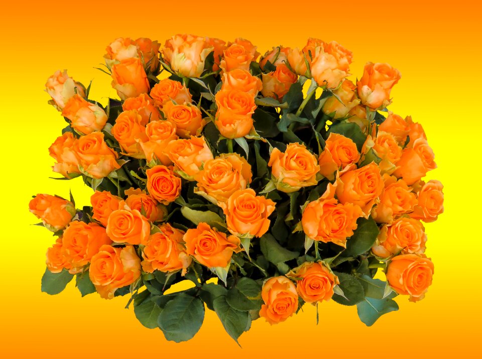 Rose strauss birthday