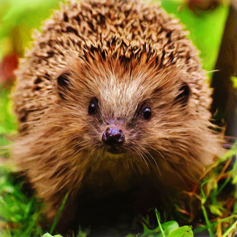 Hedgehog hedgehog child art