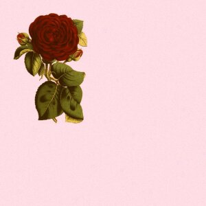 Pink plant art