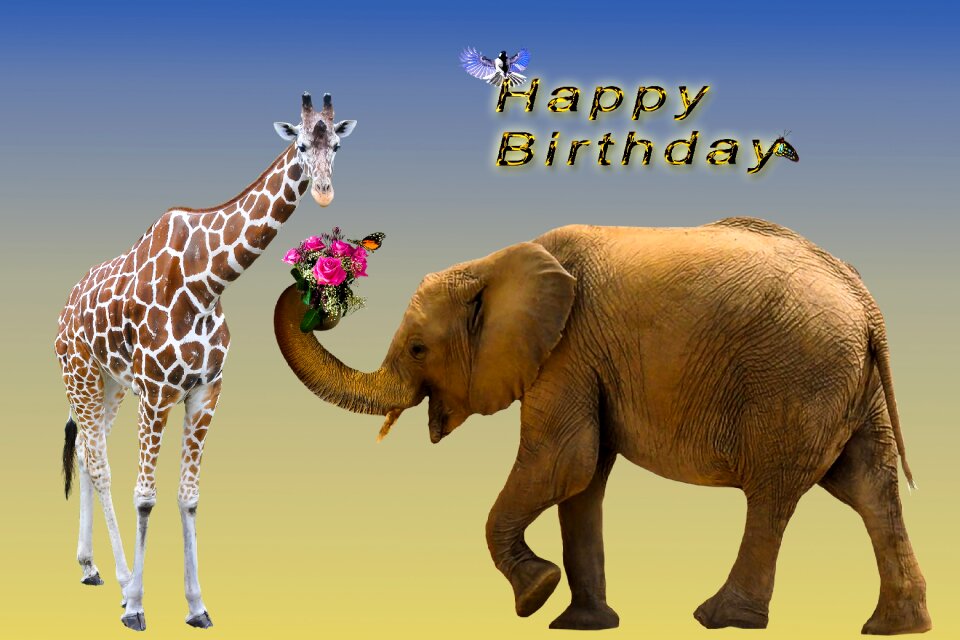 Greeting card postcard congratulations