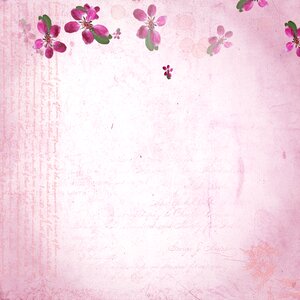 Summer spring flowers