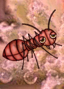 Ant insect Free illustrations