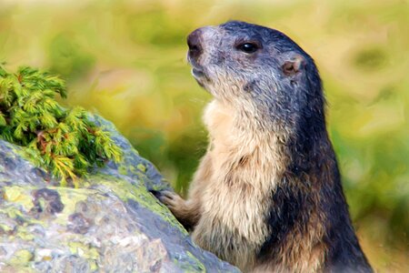 Marmot art artwork