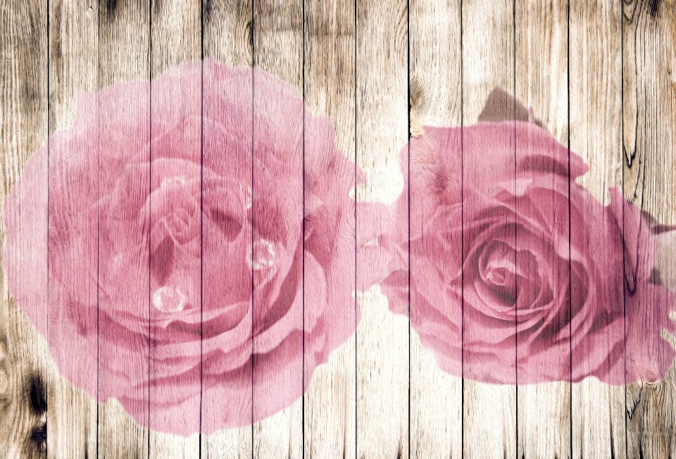 Roses wooden wall romantic