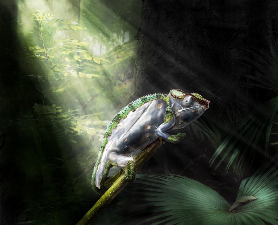 Photoshop forest exotic