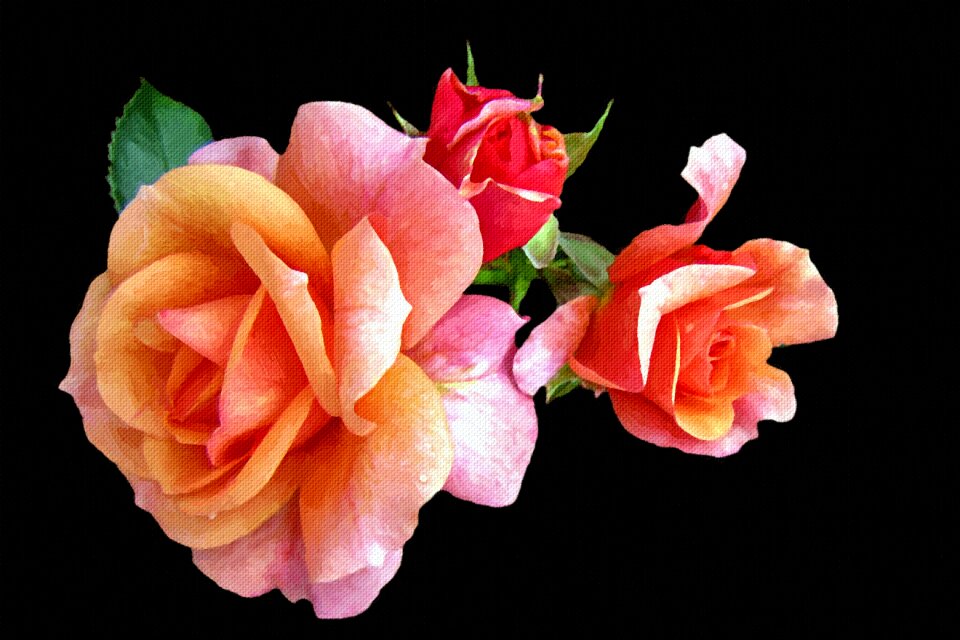 Rose still life art