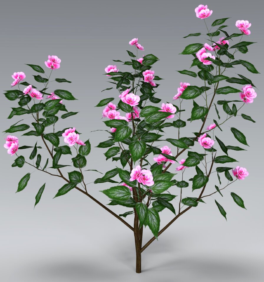 Plant close up pink
