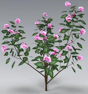 Plant close up pink