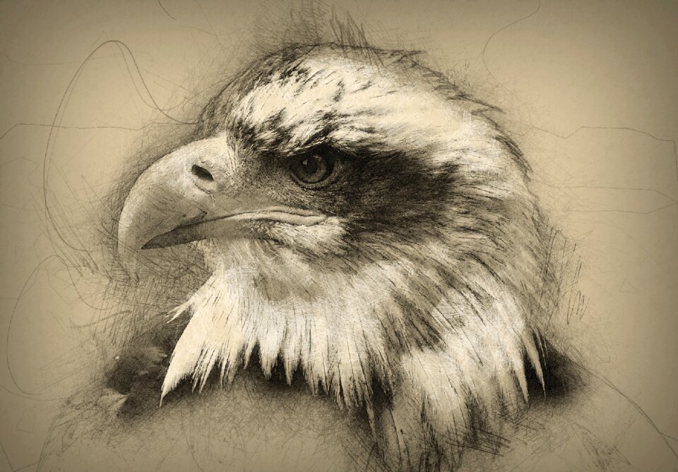 Animal wildlife bird