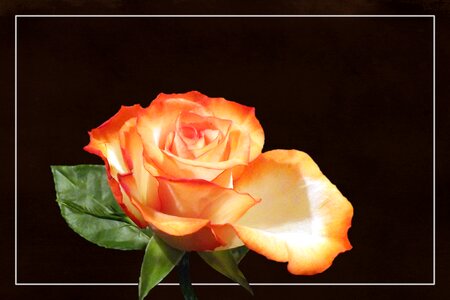 Blossom bloom rose blooms