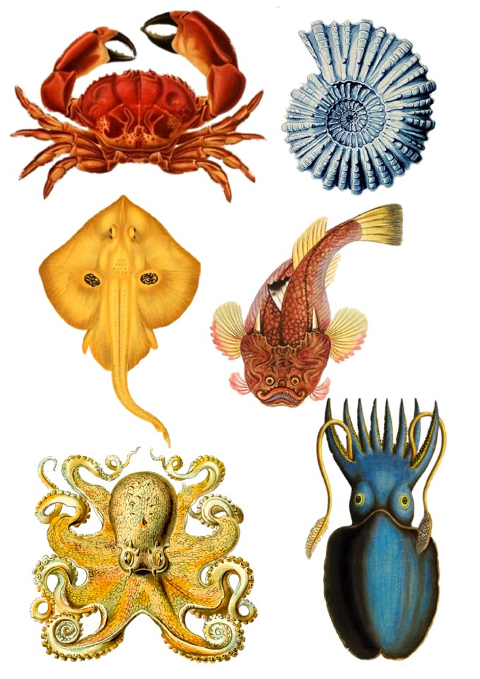 Ocean life crab