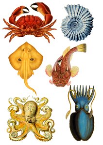 Ocean life crab